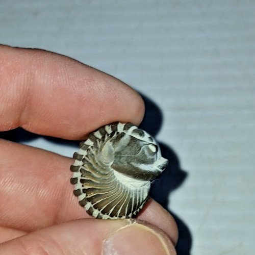Enrolled Flexicalymene Meeki Trilobite Fossil