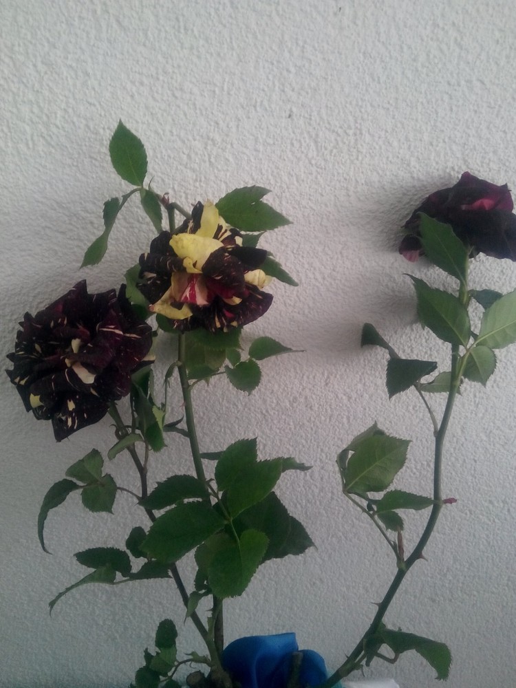 Abracadabra (Wizard) Rose Grafted Live Plant