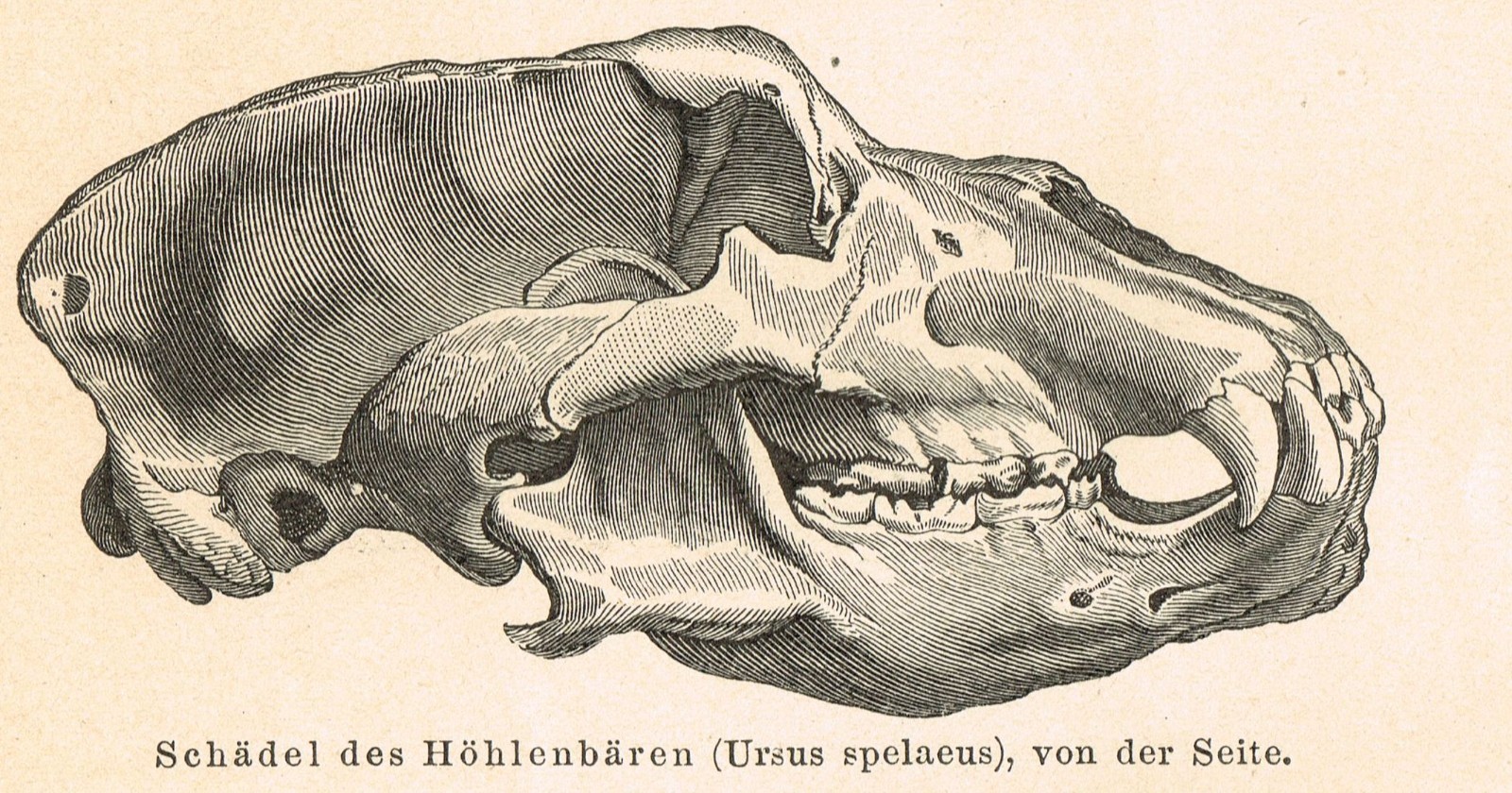 Paleontology Mammoth Bones $ Skull FOSSILS Antique Vintage Authentic Print 1892