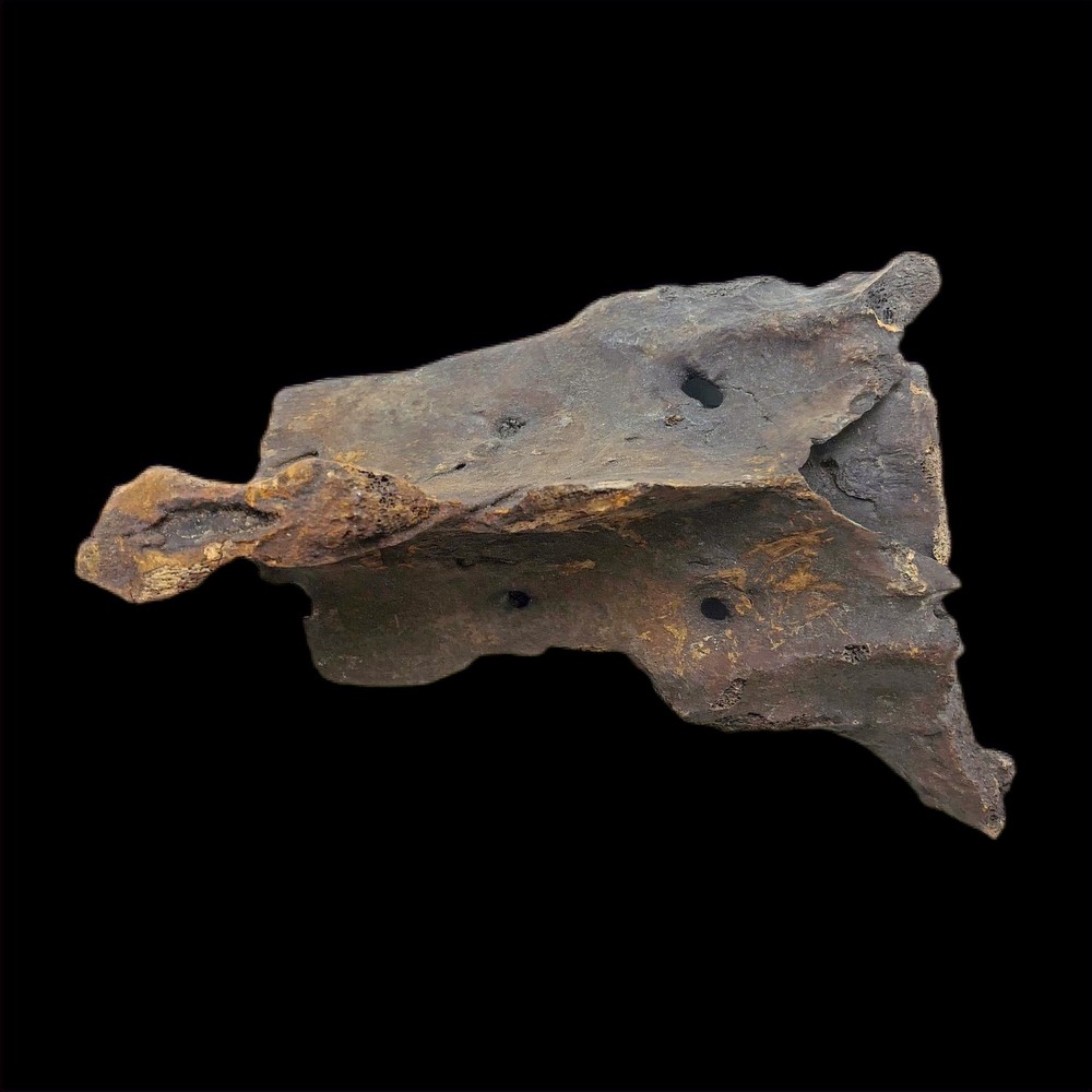 Extinct Ice Age Tapir Sacrum