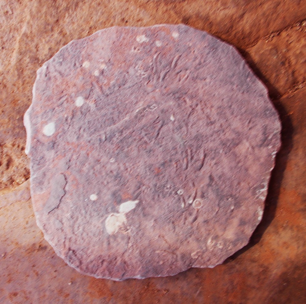 Dromopus lacertoides footprints, frond, algae traces and lateral root.