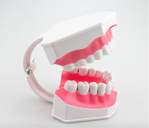 Dental 28 Teeth Teaching Study Typodont Demonstration Model Toothbrush Removable