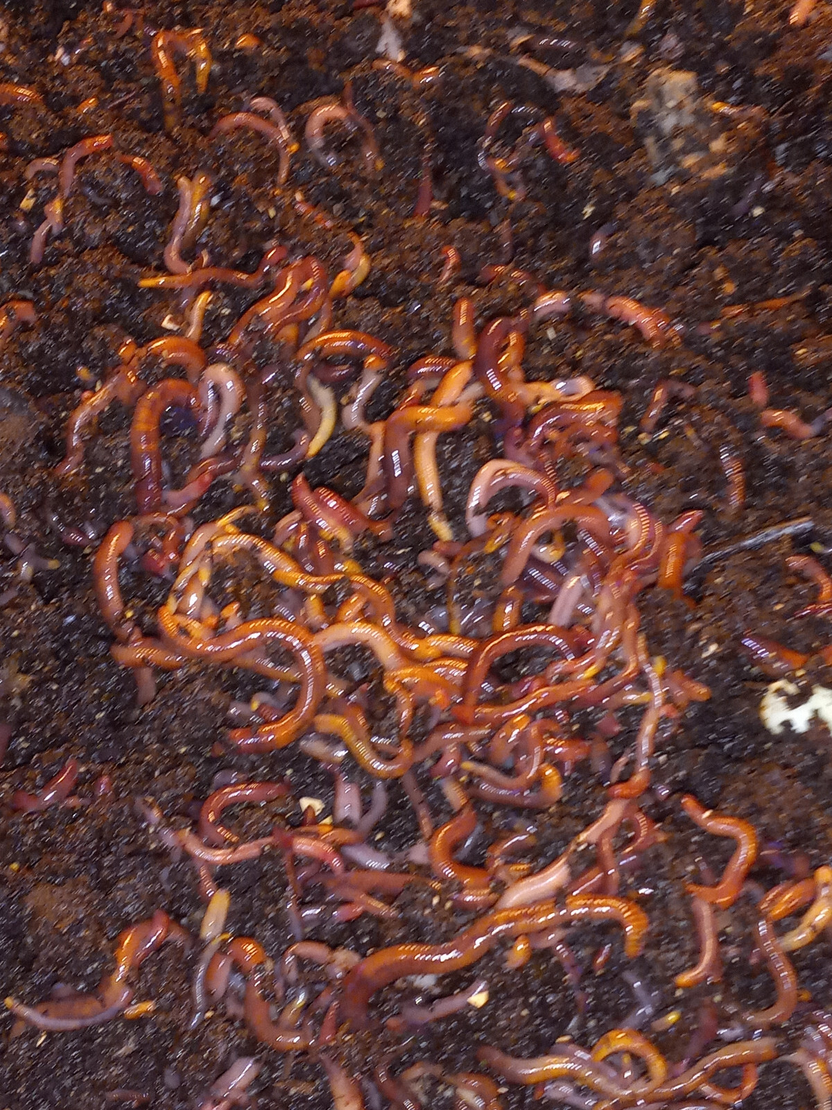 Compost Worms Galore / Bed Run / Ready To Ship / Hand Counted / FREE Shipping