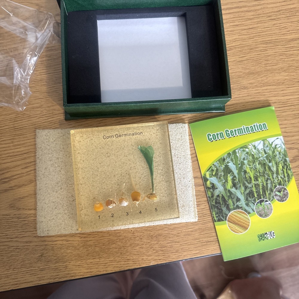 Corn Germination-specimen block