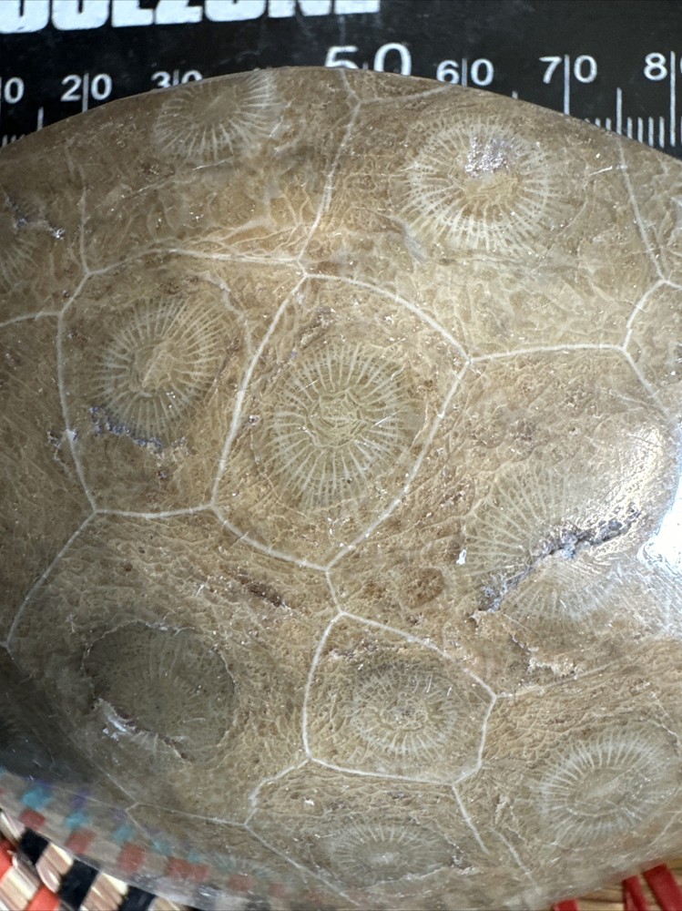 Polished Coral Head Fossil Morocco Devonian #5