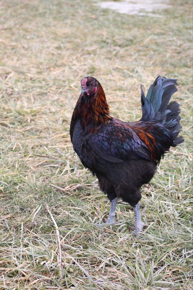 Bruges Fighter Hatching Eggs (12)