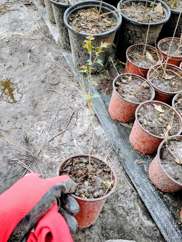 Washington Hawthorn Tree, 1 Quart Pot.