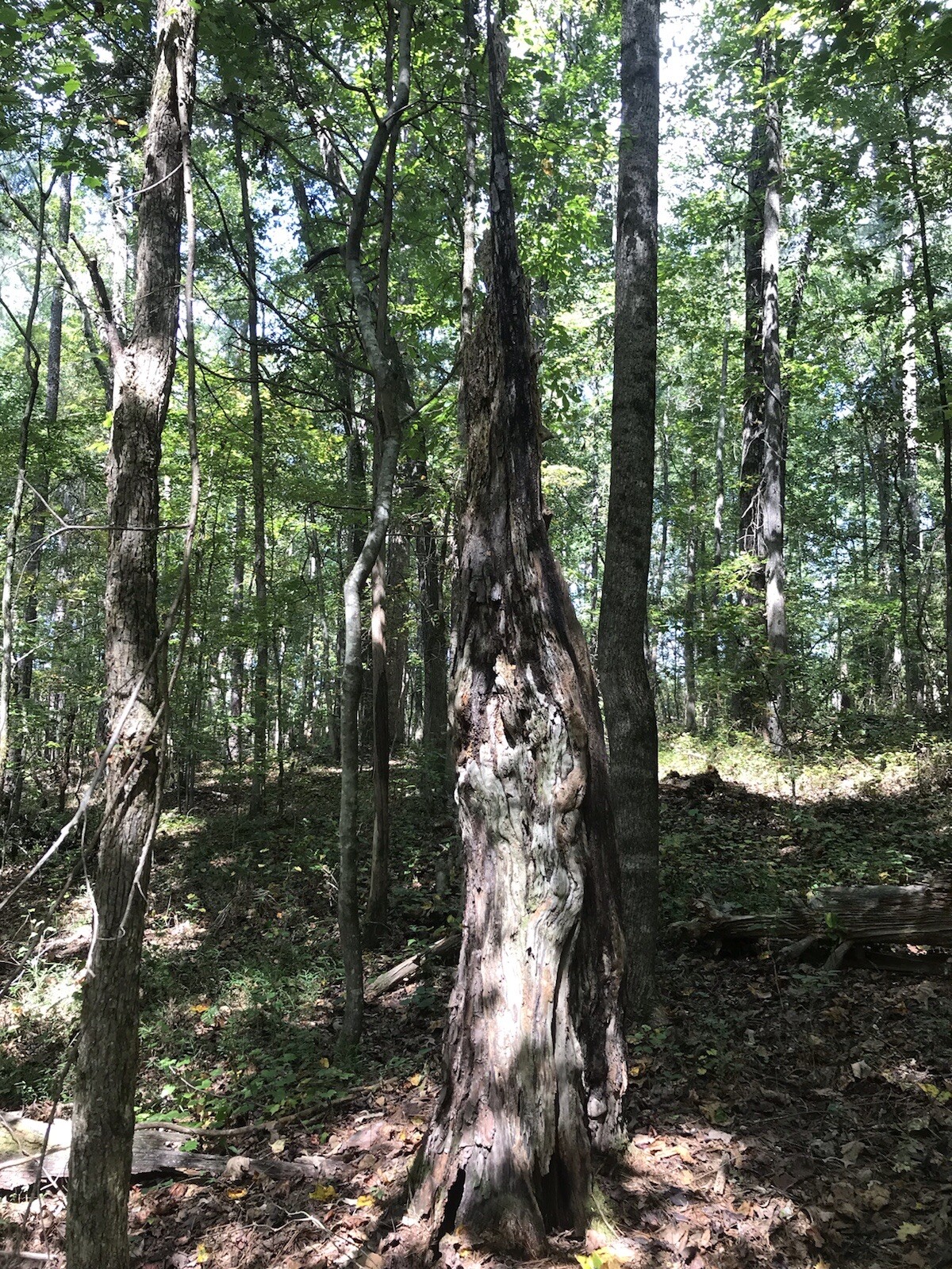 10 lbs Georgia ”FATWOOD FUEL” Kindling Firewood Lighter Ocote Chez JonesTHE BEST