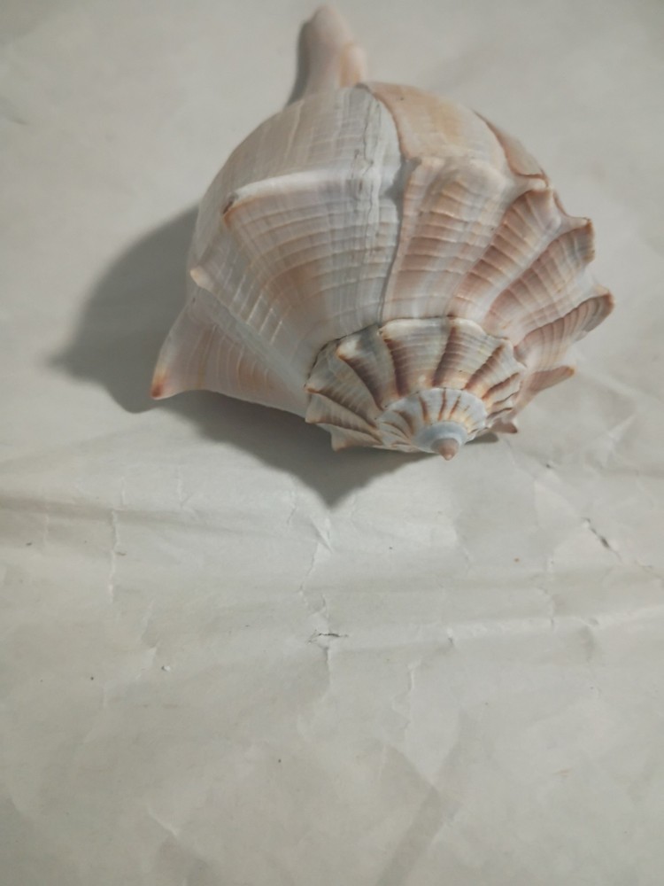 Lightning Whelk Shell
