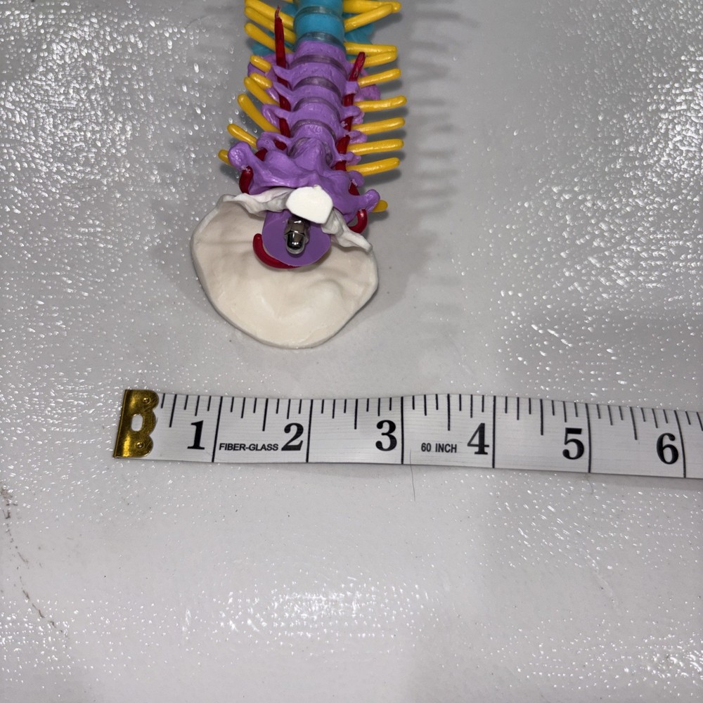 Human Spine Model Skeleton Model Anatomical Model