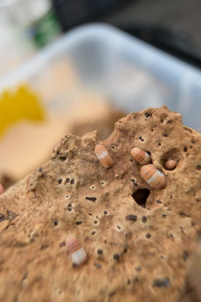 10+ Cubaris Red Panda King isopods LAG