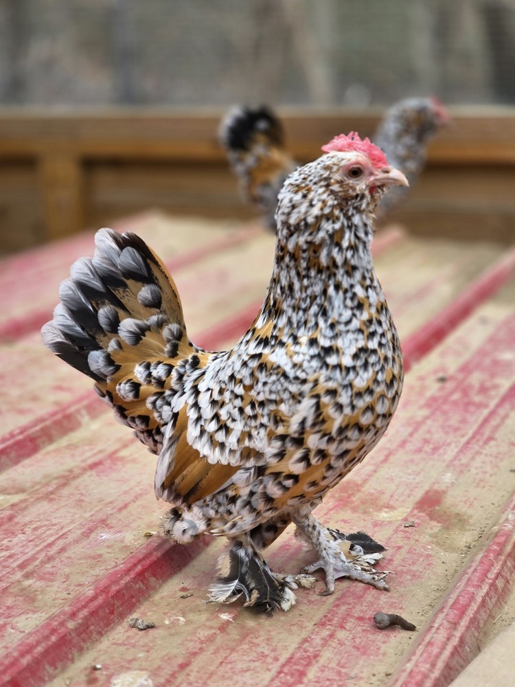 6+ Mille de Fleur D'Uccle Hatching Eggs NPIP Tested Flock