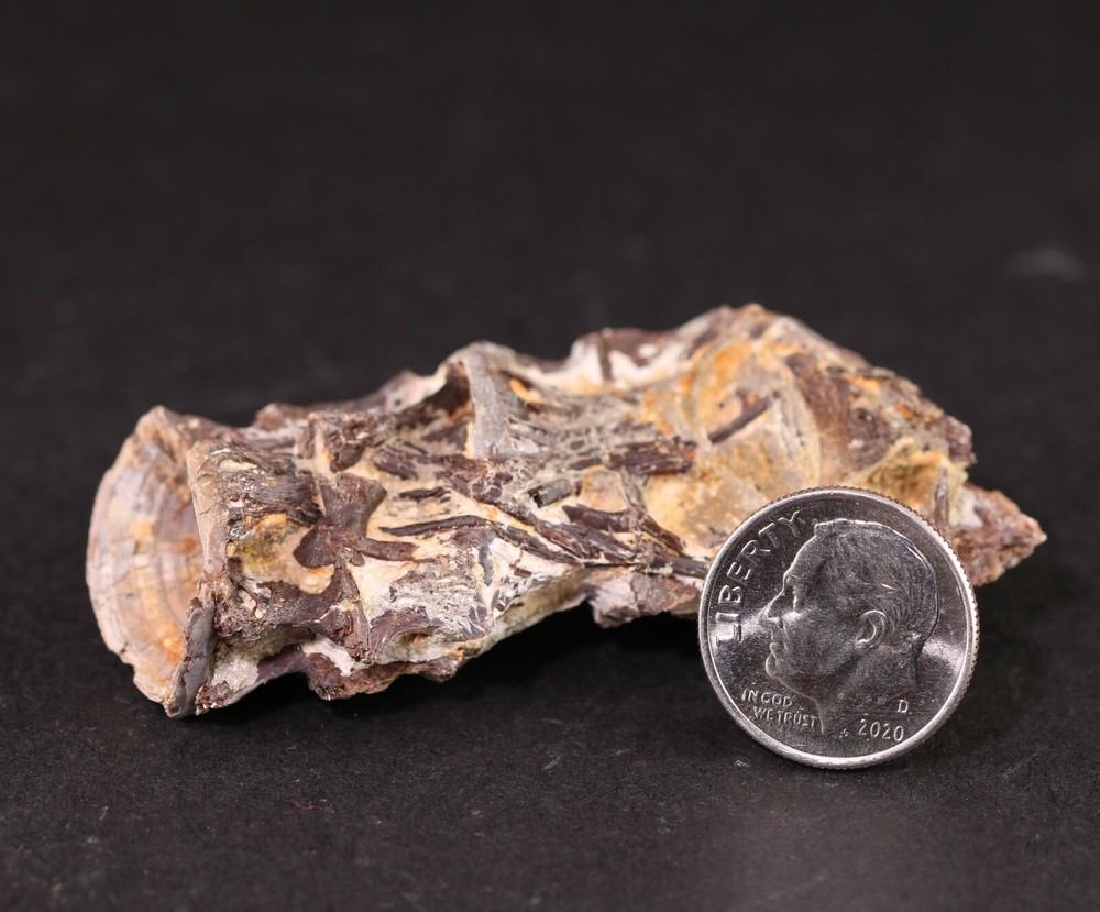 Fossil Fish Ichthyodectes Multiple Vertebrae Cretaceous Kansas COA #3307