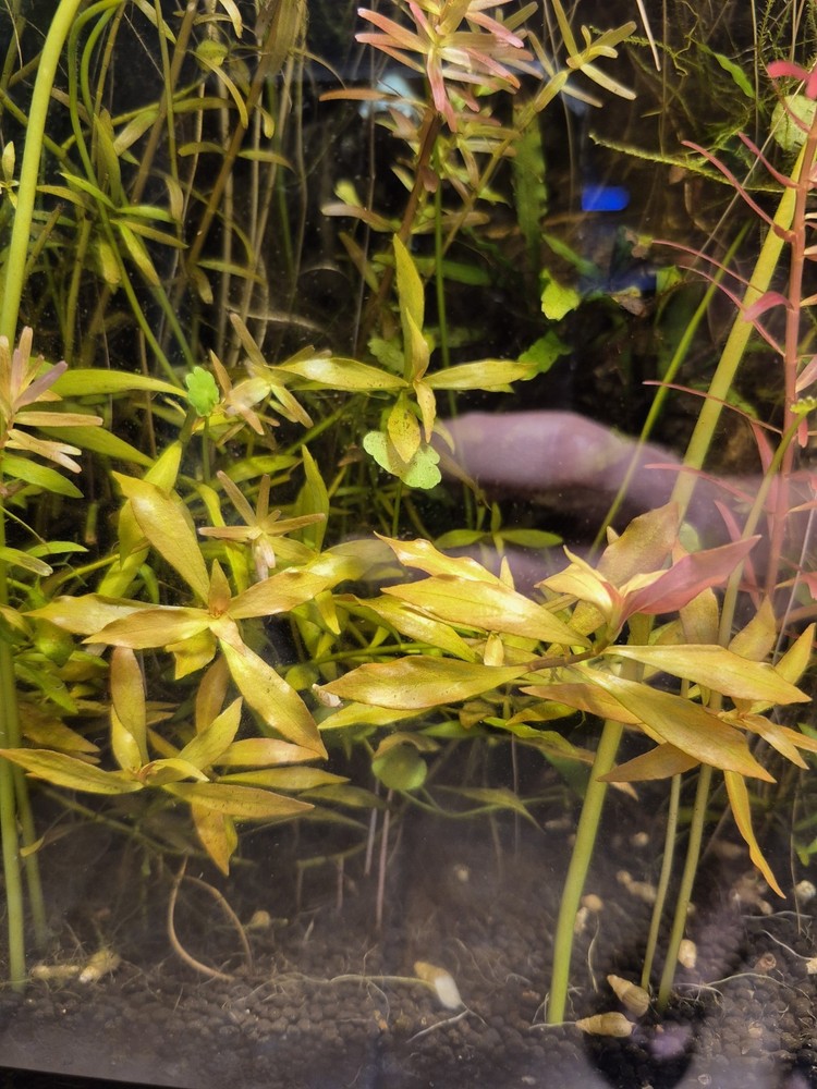 Rare Narrow Leaf Ludwigia variation