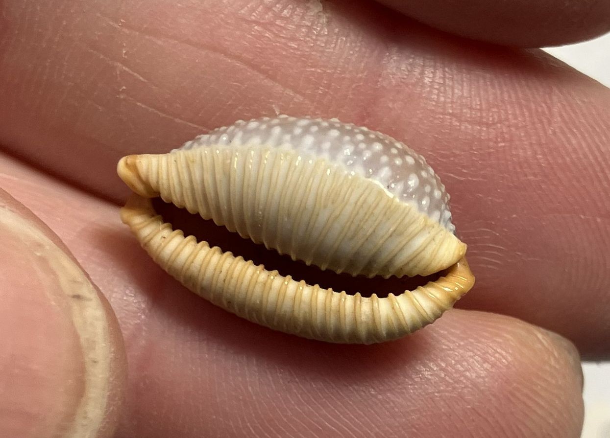 Cypraea collection. 8 shells and 6 species. Great Shape. worldwide collection