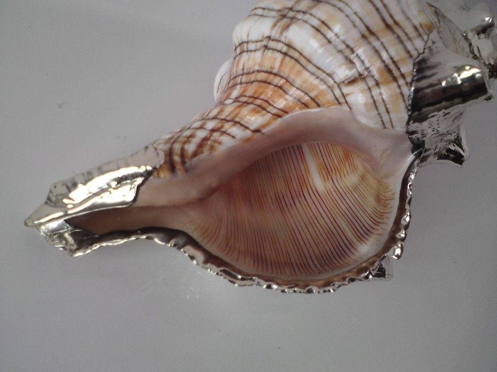 Shankha Silver overlay mounted seashell trapezium horse conch shell