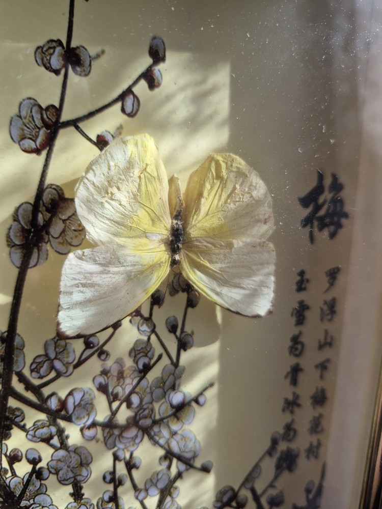 3 Real Framed Butterflies
