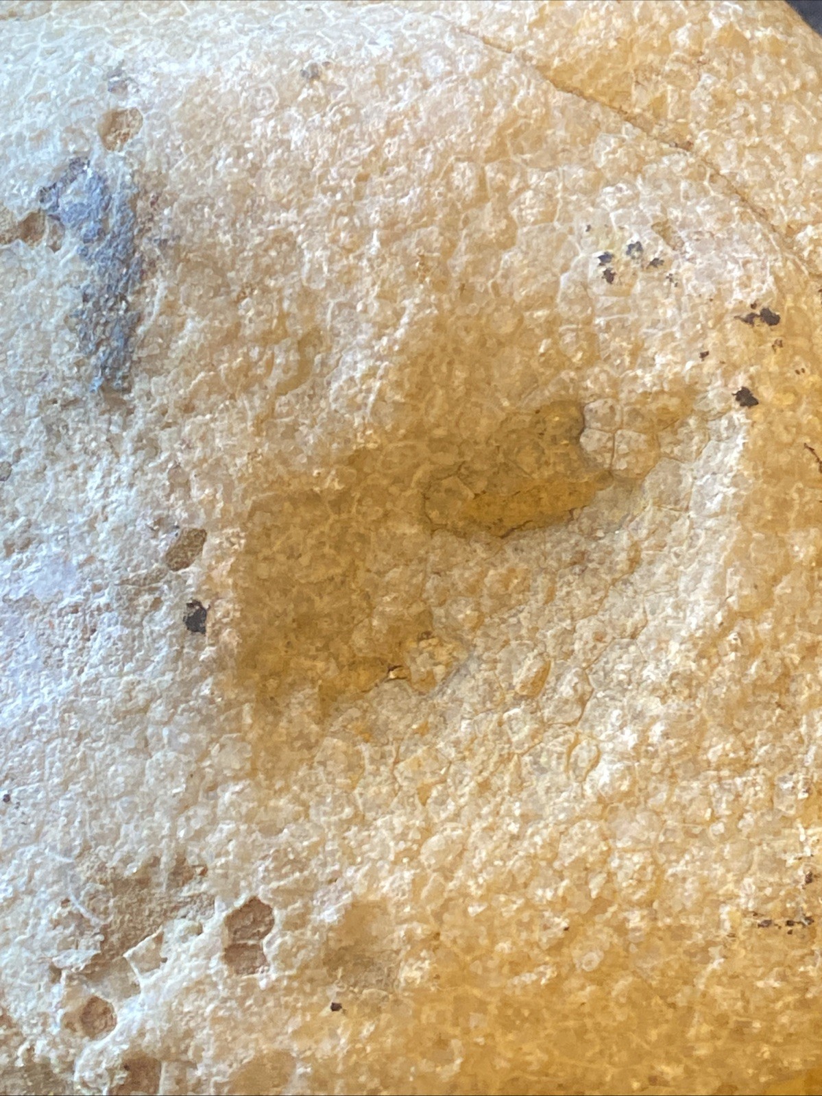 fossilized coral, a tabulate coral fossil specimen 3 Pounds From Kentucky