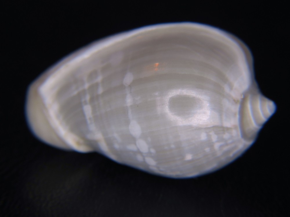 MARGINELLA (CRYPTOSPIRA) VENTRICOSA: LIVE COLL OFF JAVA @ 30.71MM!
