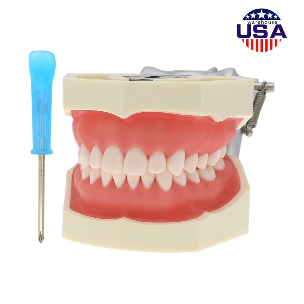 Kilgore NISSIN Typodont Models Replacement Teeth Mounting Pole Simulation Cheek