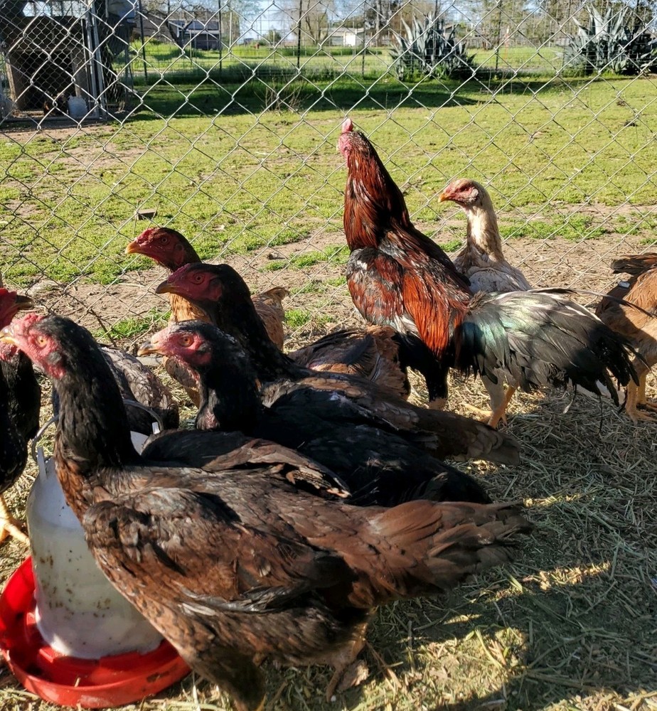 Thai Hatching Eggs 6 Total