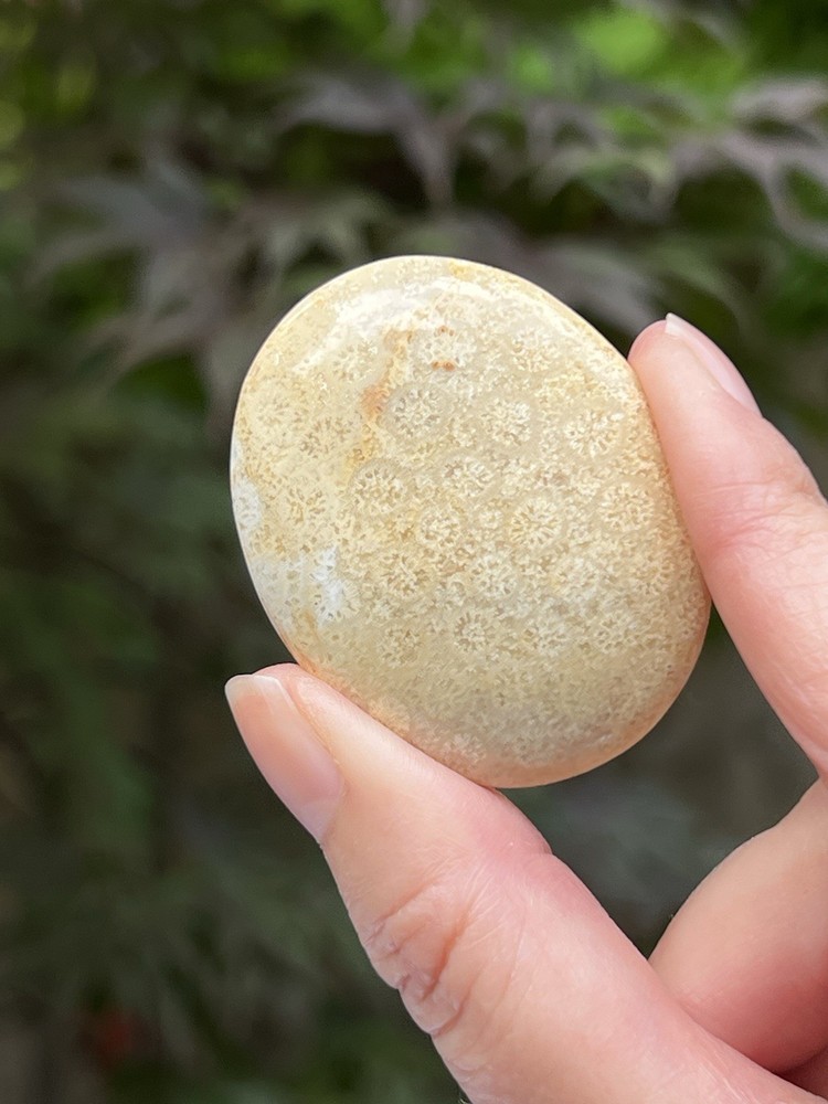 Fossilized Coral Crystal Palmstone AAA+ 30