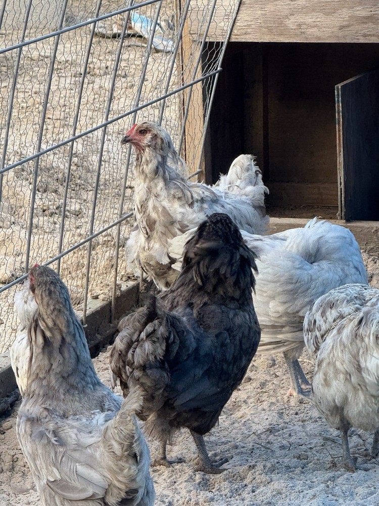 5 + PUREBRED AMERAUCANA BBS Hatching Eggs. FALL CHICKS = SPRING EGGS