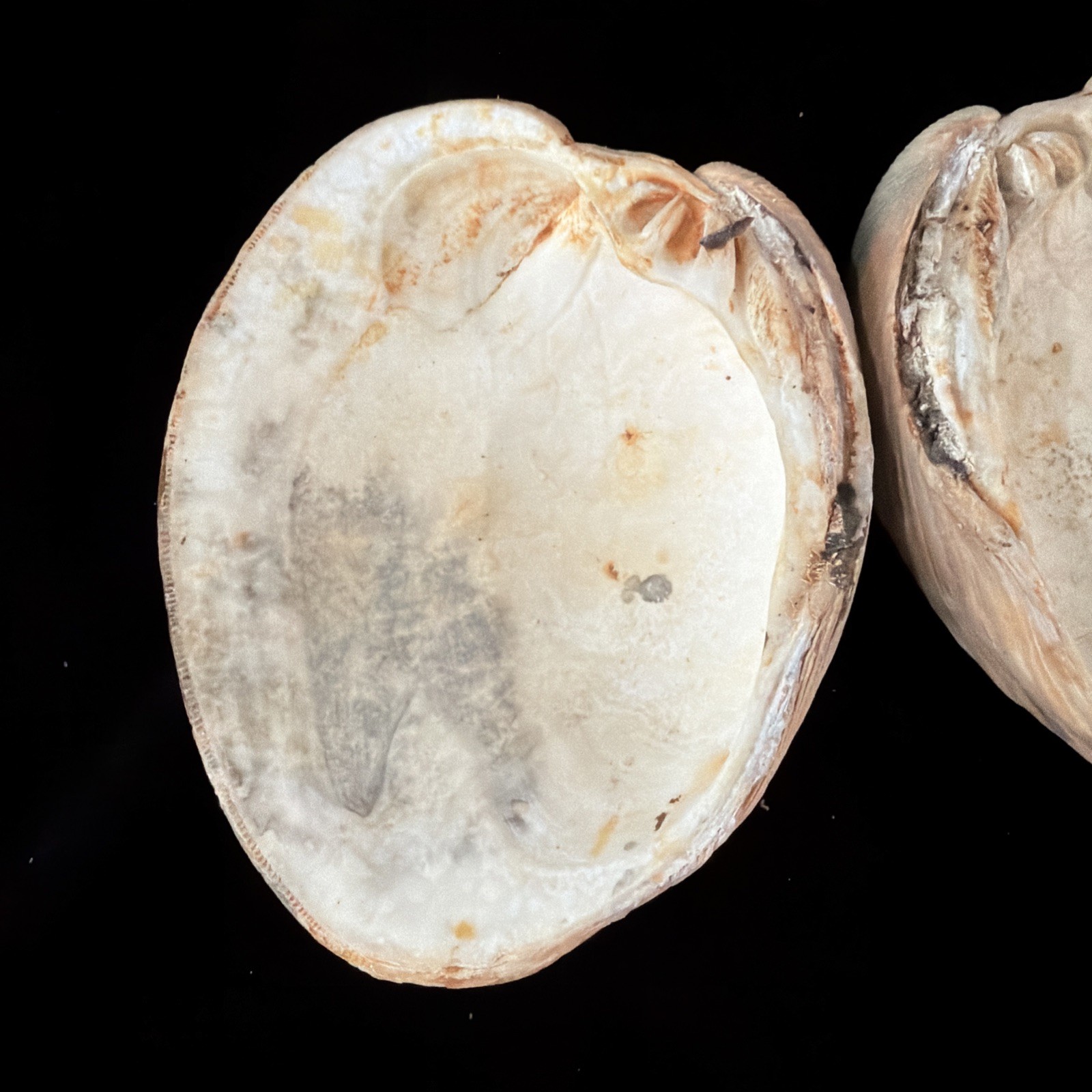 Giant Surf Clam Sea Shell 121.0mm X 127.4mm No Data (E874)