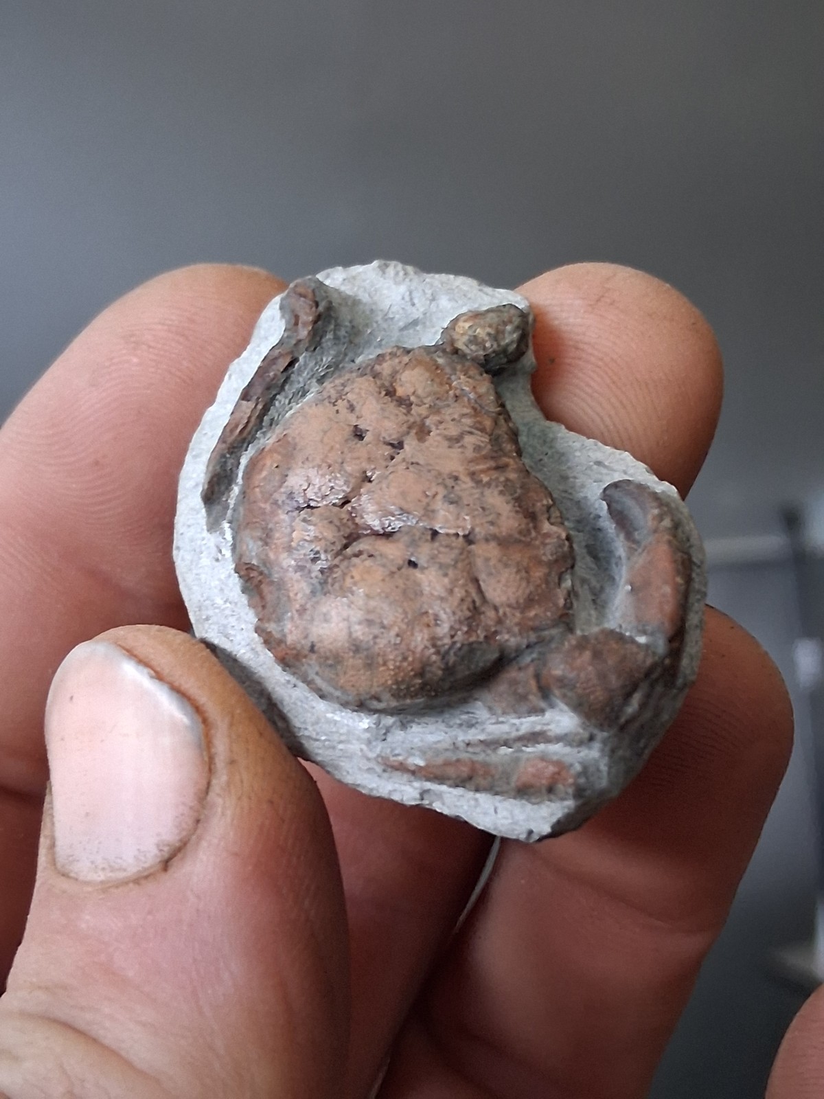 Branchioplax Crab Fossil Specimen Washington State