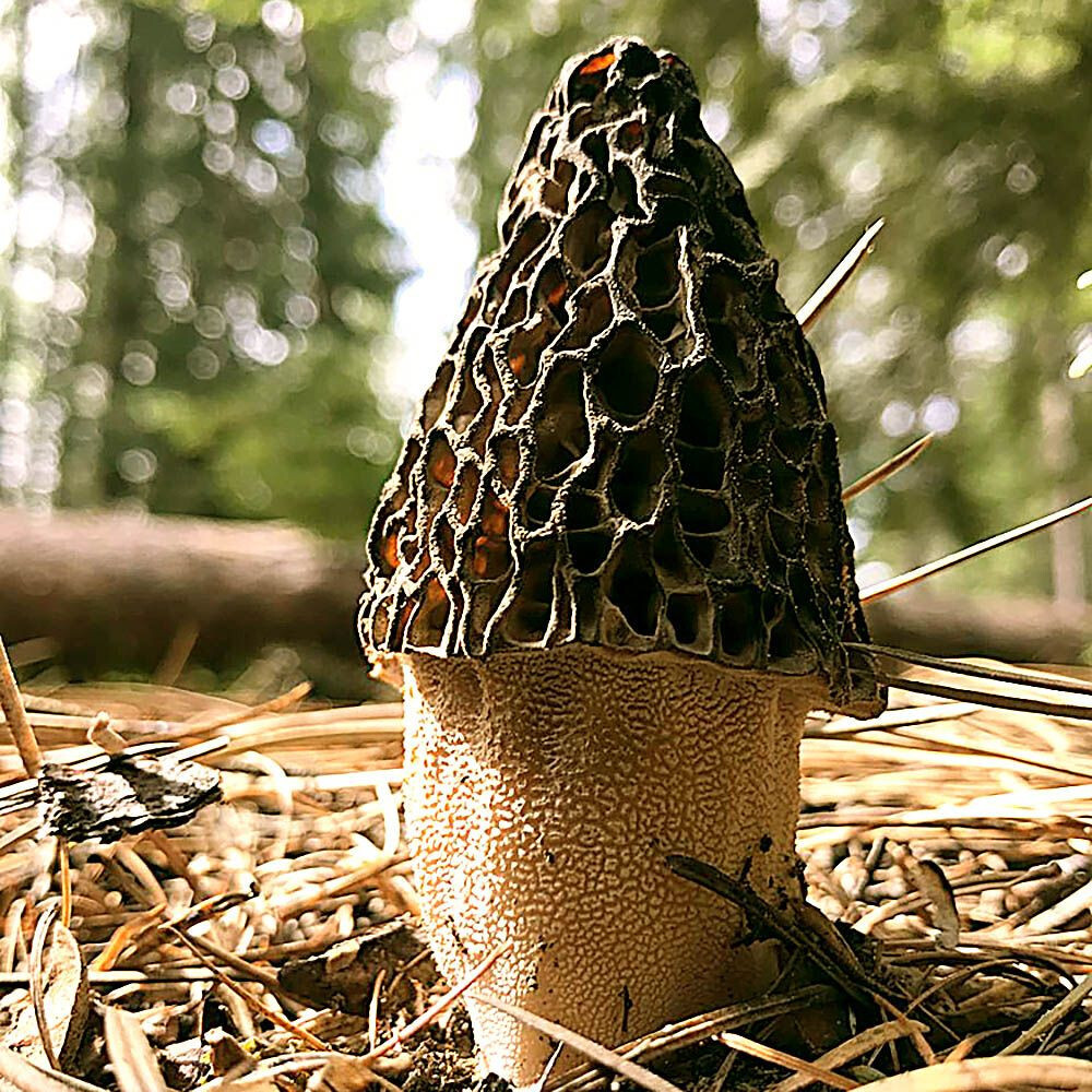 Morchella eximia Liquid Culture
