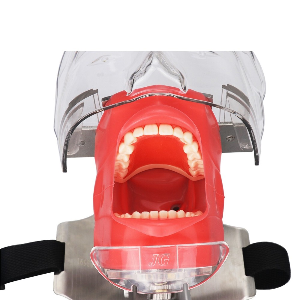 Dental Simulator Mannequin Head Teeth Model Teaching Practicing Head Mold desk