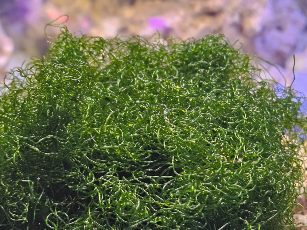 2 Cup Chaetomorpha Macro Algae Super Chaeto FEDEX 2 Days ! 1.25 oz