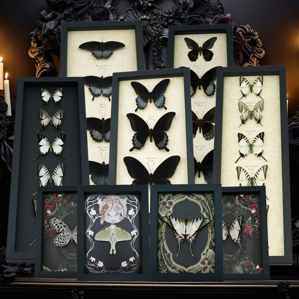 Framed Blue Morpho Butterfly Collection: Moonlight Display (6.5″ x 18″)
