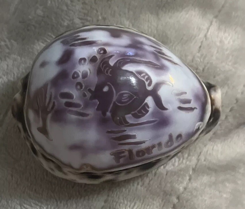 Carved Sea Shell Souvenir Florida