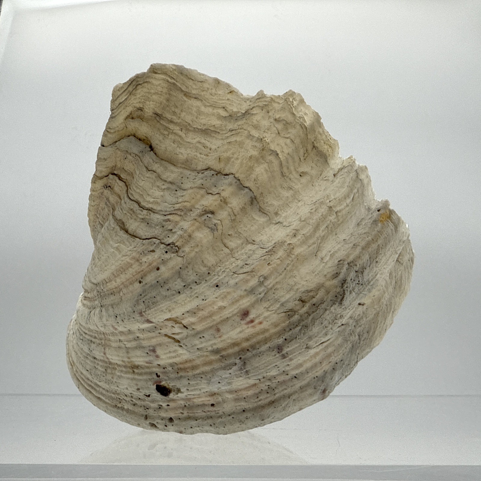 Giant Clam Shell Tridacna Gigas 9.5” Long X 7.5” Wide Fossil Indentations Clean