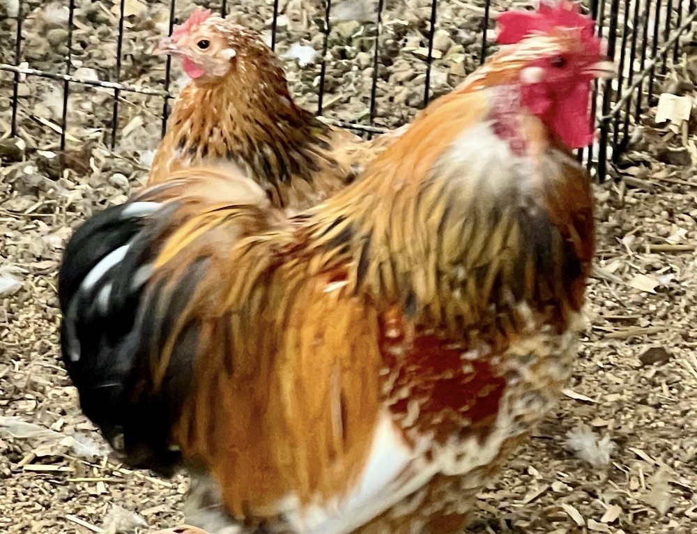 Dozen Cochin Bantam Eggs for Hatching
