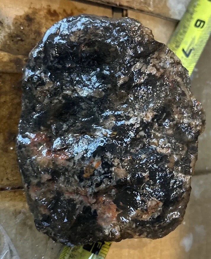 Coprolite fossil