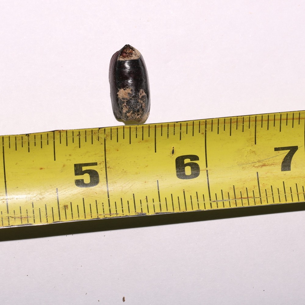 Beetle Shell Shed - Hell Creek Formation Cretaceous Beautiful Specimen