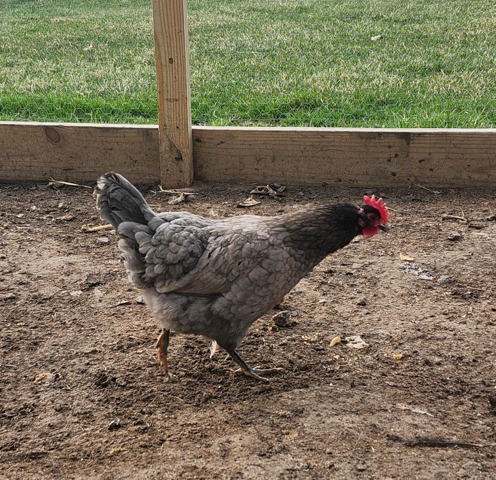 6+2 Extra Homozygous Silverudd Blue Hatching Eggs