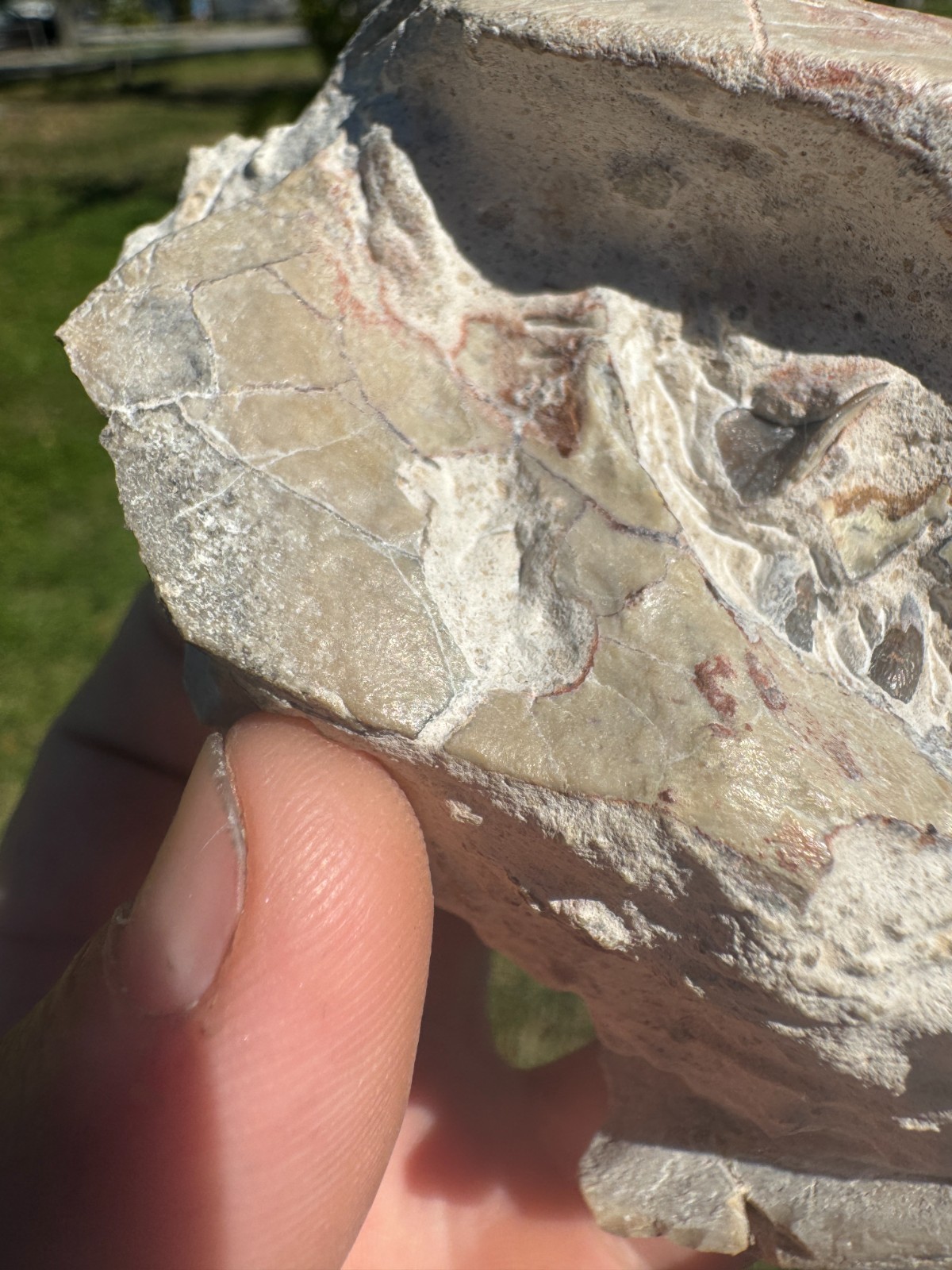 BEAUTIFUL PREP WHITE RIVER OREODONT LEPTAUCHENIA SKULL JAW TEETH BONE FOSSIL