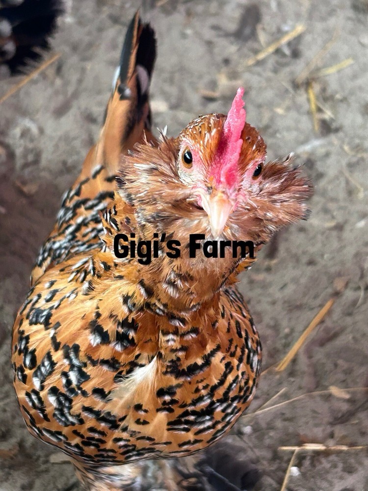 6 d'Uccle Fertile Egg Millie Fluer