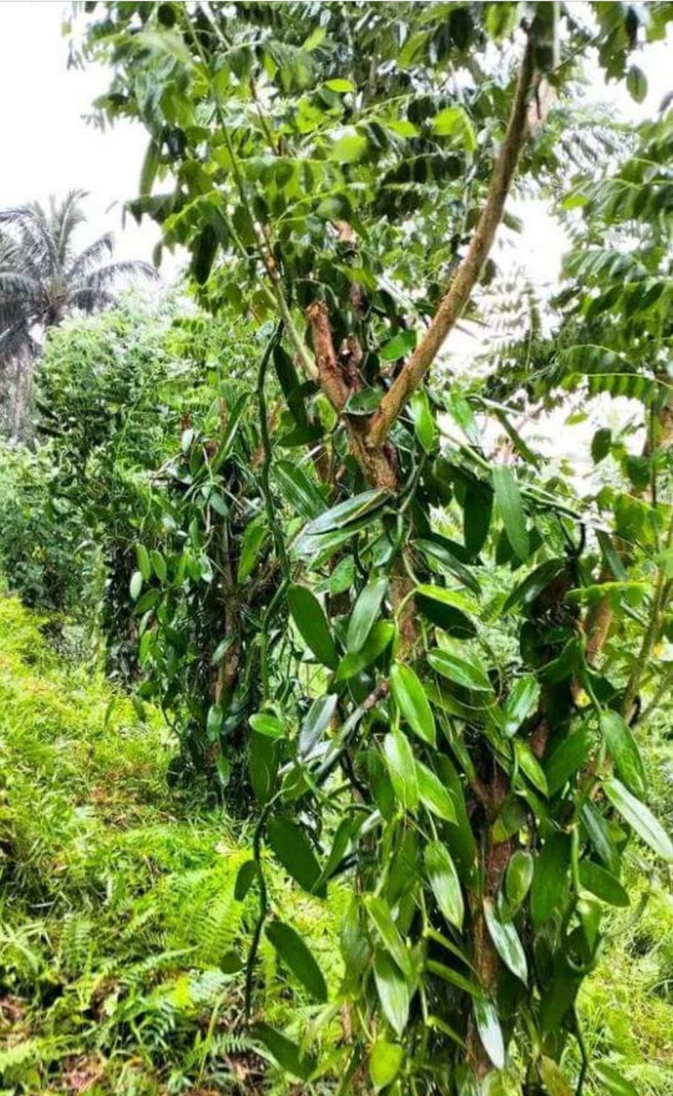 Organic vanilla beans, Grade A. Plump, moist with 30-35% moisture content