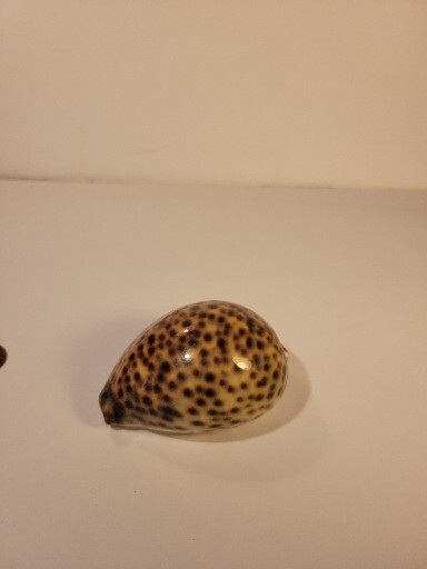 Hand Picked Cyprae Tigris Shell