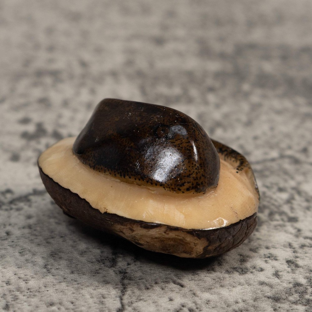Brown Ocean Stingray Tagua Carving