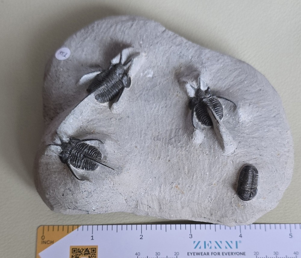 " Devil Horned " Cyphaspis Walteri Multiple With Gerastos Multi Fossils