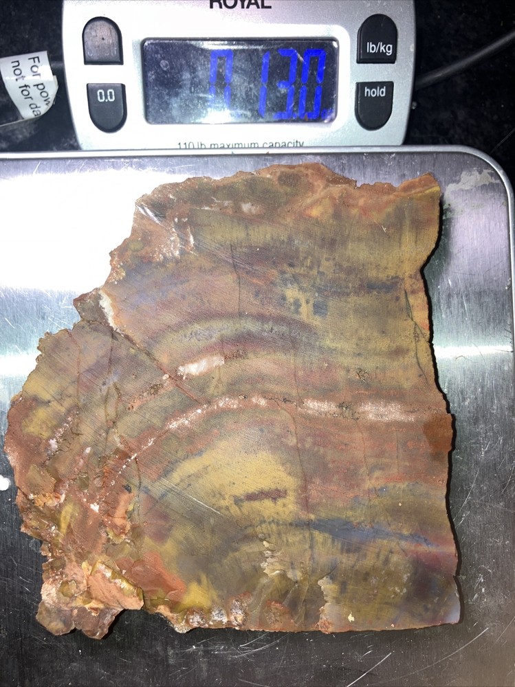 Arizona Petrified Wood Slab