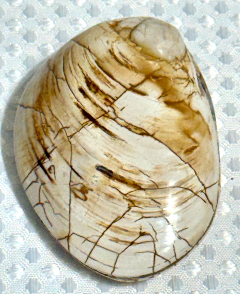 Fossil Clam 162 gr. .36 lb. #643