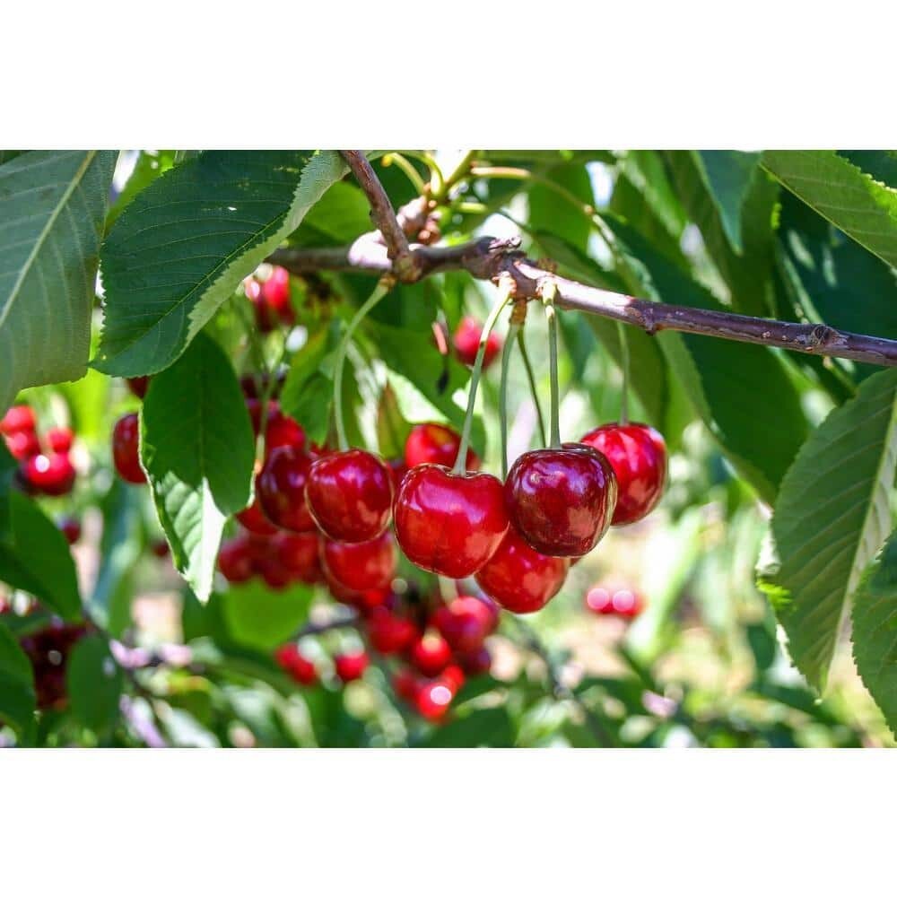 3 ft. Lapins Cherry Semi-Dwarf Tree – Self-Pollinating, High Yield