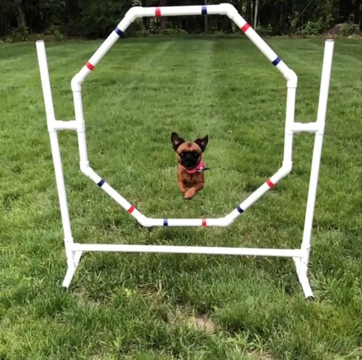 Dog Agility Equipment Premium Quality Starter Set for beginners! ⭐⭐⭐⭐⭐