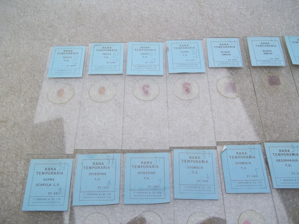 Vintage Glass Microscope Slides -